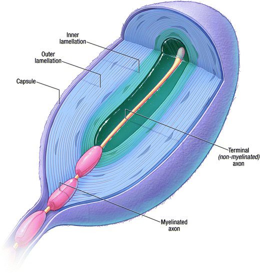 帕西尼氏小體是立體的棒棒糖！