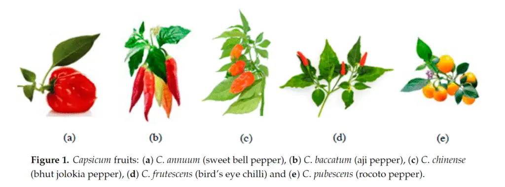 現在大家種的5種椒