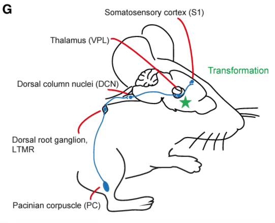 震動感受的傳遞途徑