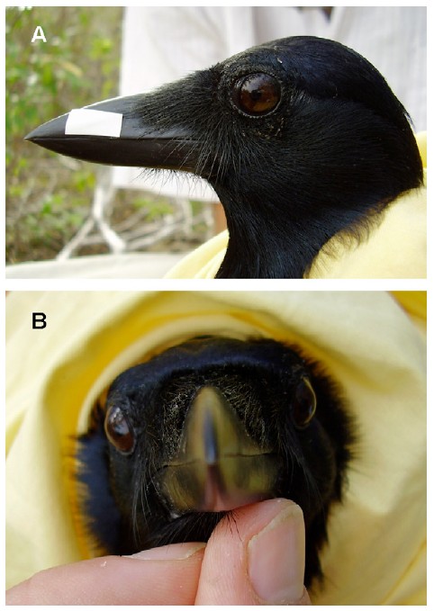 烏鴉會思考的證據 02