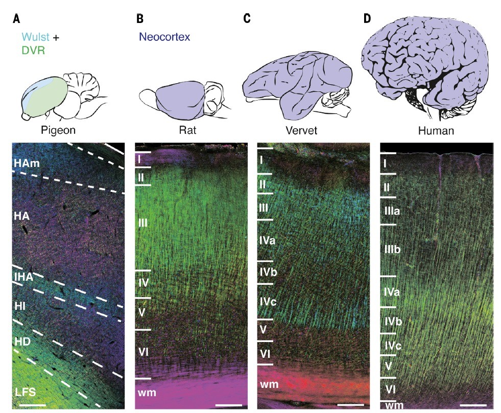 烏鴉會思考的證據 03