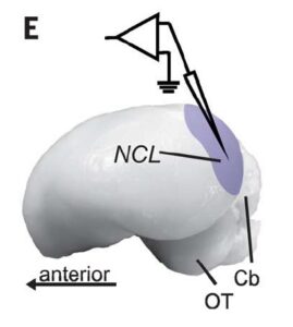 烏鴉會思考的證據 04