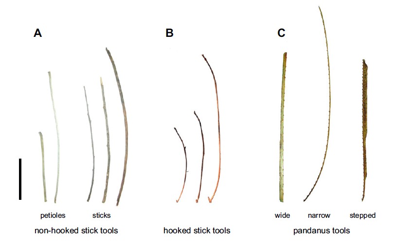 科學家的烏鴉 不只伊索知道烏鴉聰明 科學家找出烏鴉會思考的證據 05