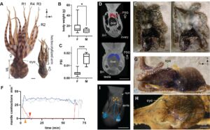 藍紋章魚把妹絕招