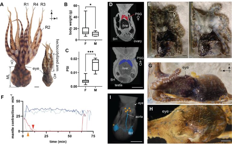 藍紋章魚把妹絕招