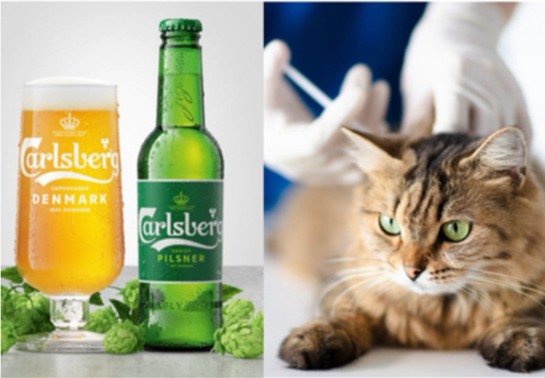 299 科學亂講：拉格啤酒的由來 vs 基因工程幫貓貓絕育