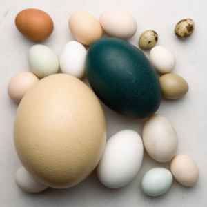 302 食物的科學：蛋蛋