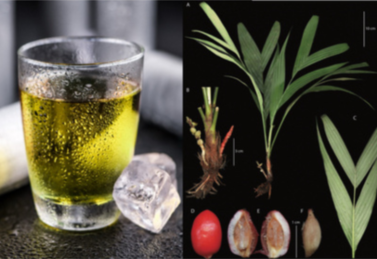 312 科學亂講 萬能牛磺酸 vs 地底開花結果的新種棕櫚